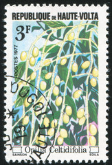 Opilia celtidifolia