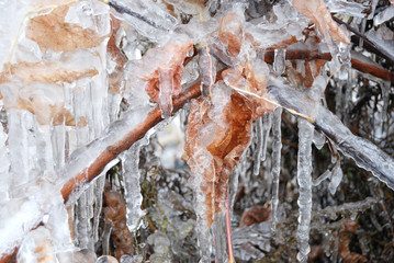 icicles  on dry leaf
