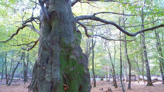 wald