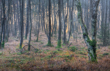 Birch forest in swamp, moss on trees