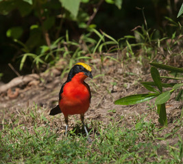 Yellow-crowned Gonolek