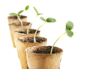Young fresh seedling stands in peat pots
