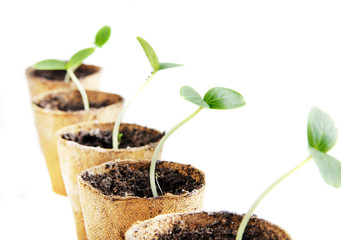 Young fresh seedling stands in peat pots
