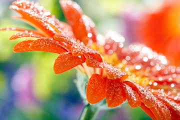 Closeup photo of yellow daisy-gerbera with waterdrops