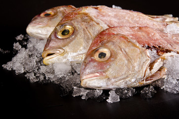 Dorade royal auf Eis