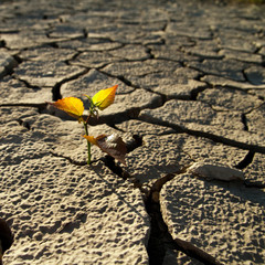 Cracked lifeless soil © apopium