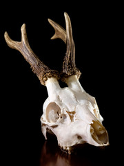 Deer skull