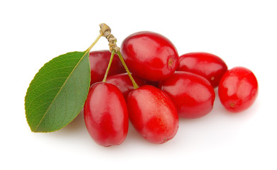 sweet dogberry