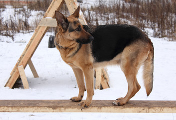 service training for German Shepherd Dogs