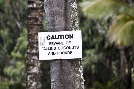 caution falling coconut