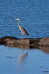 Grey Heron
