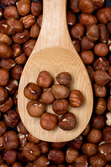 Hazelnut fruit