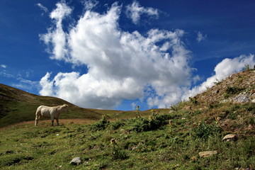 White cow in the mountain