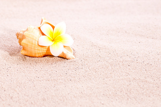 Sea shell and flower on beach sand