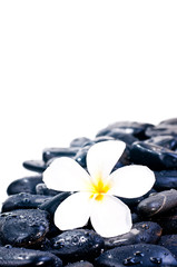 Flower on black zen stones