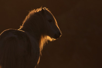 Backlit wild welsh pony