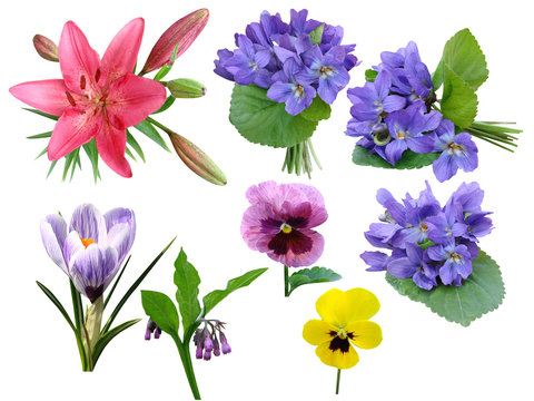 Fototapeta Flowers a collection it is isolated