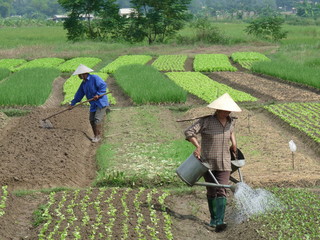 Reisfeld in Vietnam