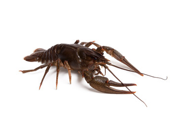 Crawfish on white background