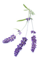 Lavendelblüten