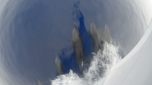 A pod of spinner dolphins on the bow wave of a boat.