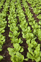 Lettuce field