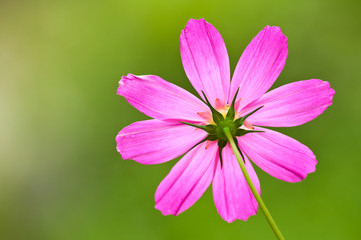 Fototapeta premium fiori 1374