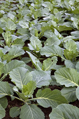 Naklejka premium Lettuce field