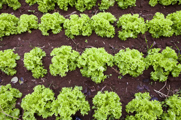 Lettuce field