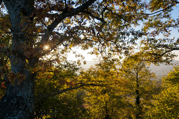 alberi, foglie e controluce