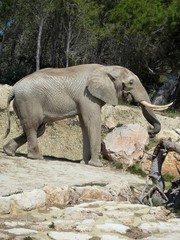 Fototapeta premium éléphant