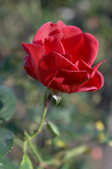 rose rouge