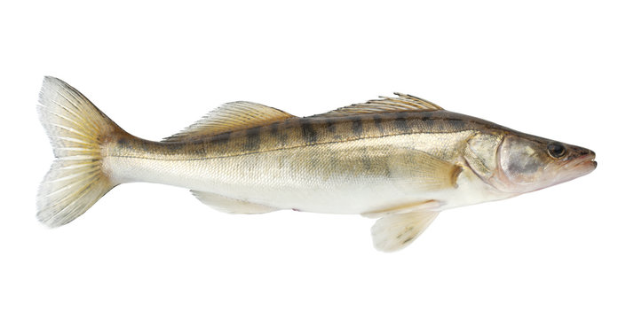 Pike fish