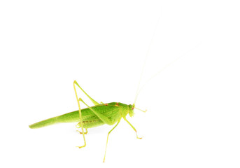 Green grasshopper isolated on white  background