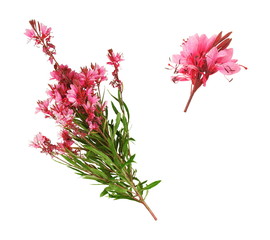 Fototapeta premium Rameau de laurier rose