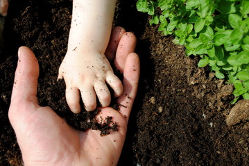 father and daughter hands play with soil in the garden - obrazy, fototapety, plakaty