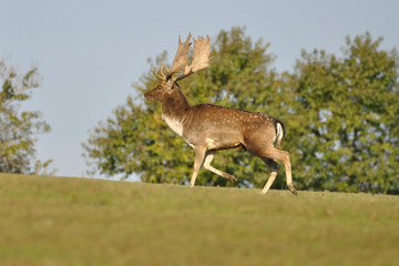 Fallow deer on green grass with trees in background