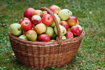 Apples in basket