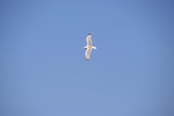 Seagull