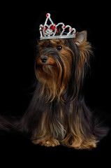 Royal dog with crown