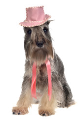 Gentlemen dog with hat and tie