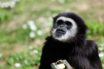 Gibbone