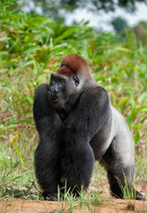 Silverback.