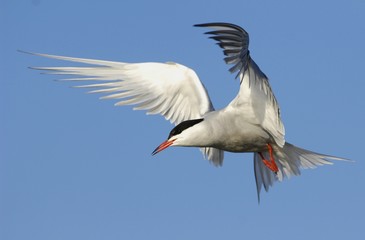 Tern in flight.