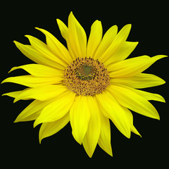 sunflowers on a black background