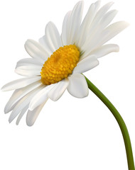 camomile flower isolated