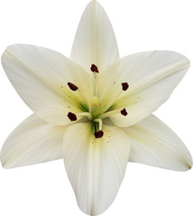 lily on white