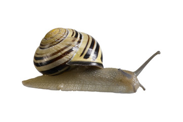 creeping grove snail