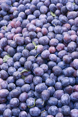 lots of plums