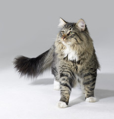 tabby Norwegian Forest cat